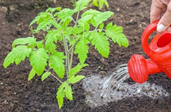Урожайный «рекордсмен» томат сорта Ажур среди российских гибридов